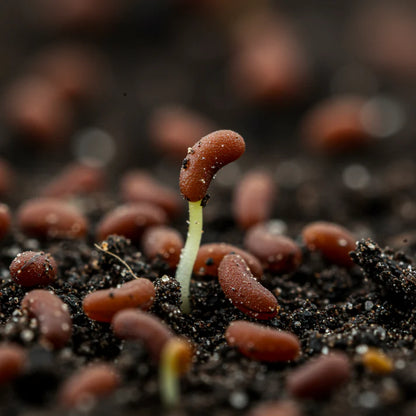 Garden Cress Seeds for Planting