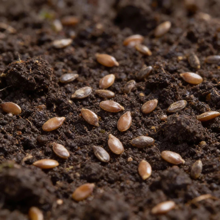 Kale Nero Di Toscana Seeds for Home Gardening