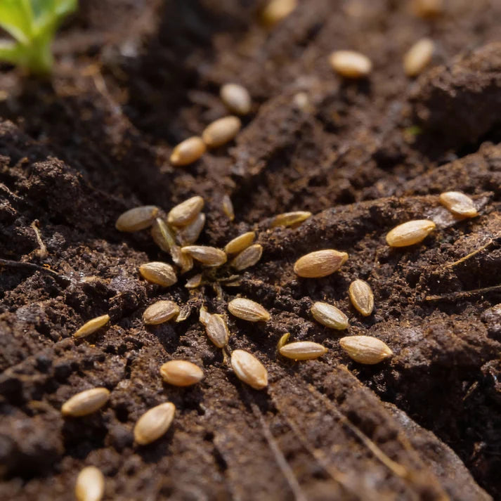Strela Green Lettuce Seeds for Home Gardens