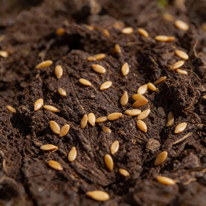 Organic Iceberg Lettuce Seeds for Home Garden