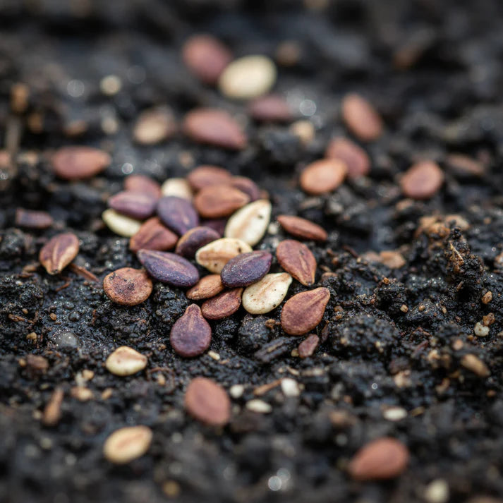 Eggplant Heirloom Mix Seeds – Eggplant Seeds for Home Garden