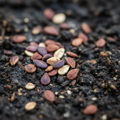 Eggplant Heirloom Mix Seeds – Eggplant Seeds for Home Garden
