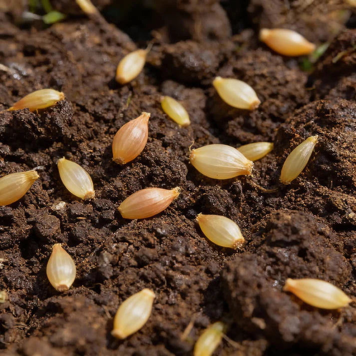 Yellow Intermediate Mangel Beet Seeds for Home Gardening