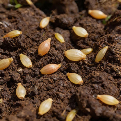 Yellow Intermediate Mangel Beet Seeds for Home Gardening