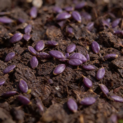 Dark Red Opal Basil Seeds for Home Gardens