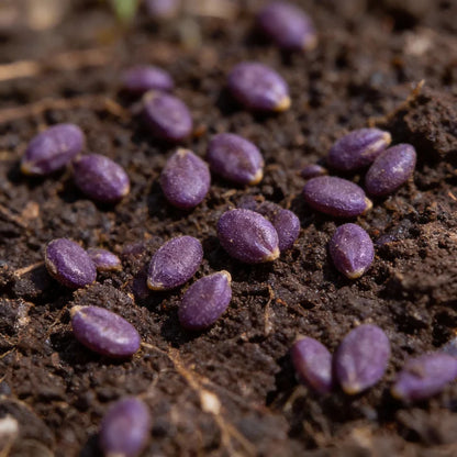 Broccoli Rudolph Seeds for Garden Planting