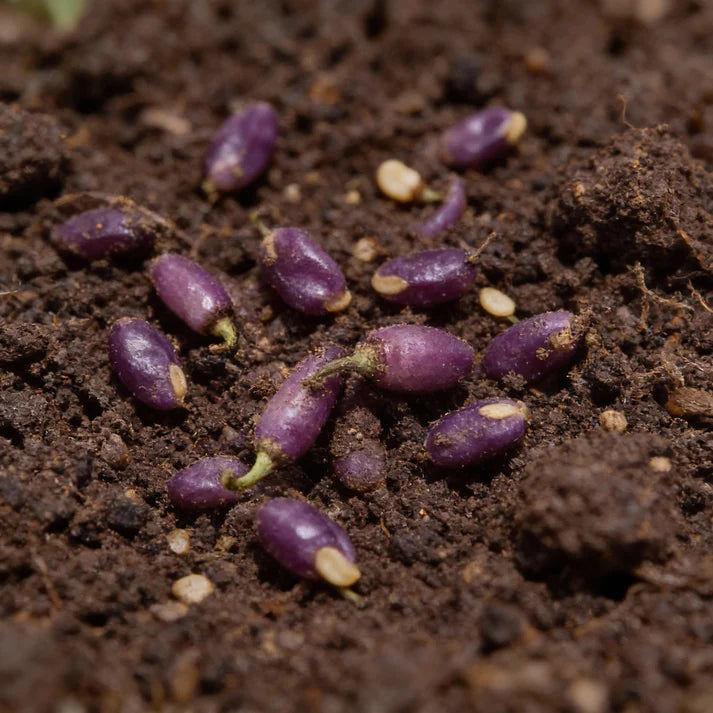 Pepper Buena Mulata Seeds for Home Gardening
