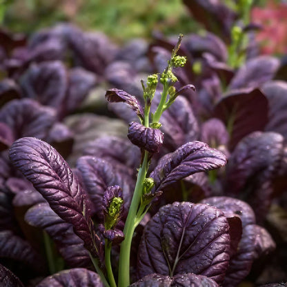 Tatsoi Viola Oriental Mustard F1 Seeds