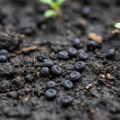 Kohl Rabi Purple Vienna Seeds for Home Garden Planting