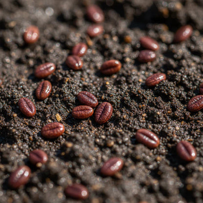 Red Velvet Lettuce Seeds for Home Gardens