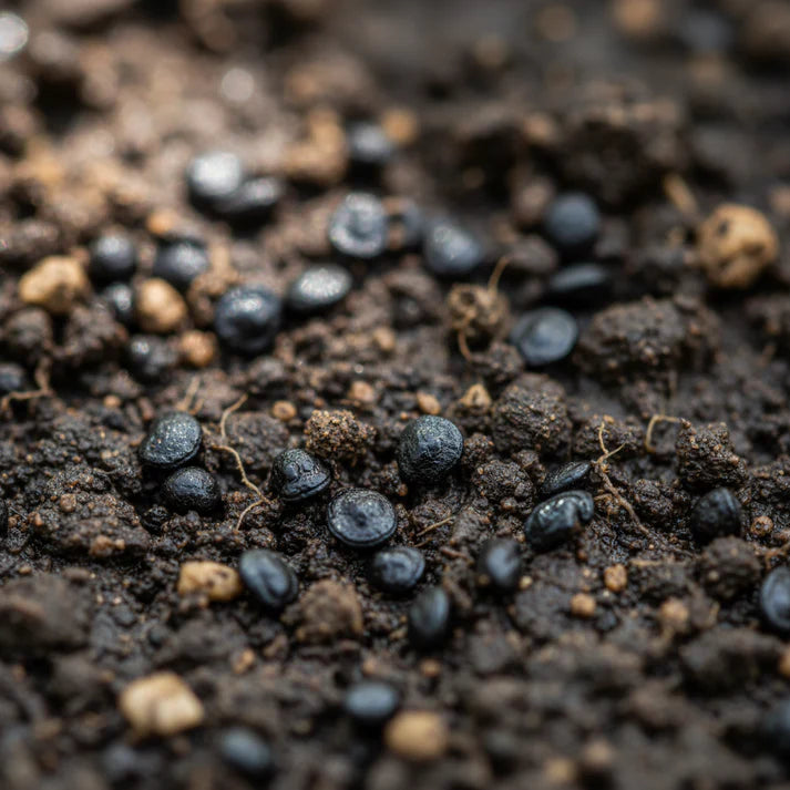 Pepper Black Fangs Seeds for Home Gardening
