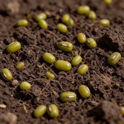 Alfalfa Sprouting Seeds for Home Gardening