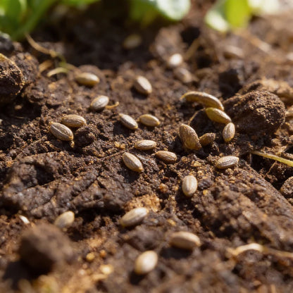 Nobel Spinach Seeds for Home Gardens