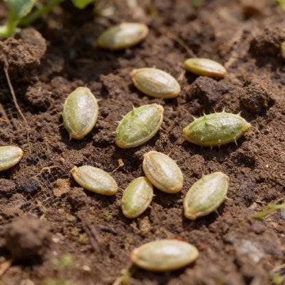 Jelly Melon Cucumber Seeds for Home Gardening