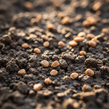 Little Gem Lettuce Seeds for Home Garden