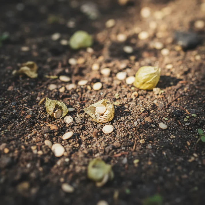 Tomatillo Verde Vegetable Seeds for Home Gardening