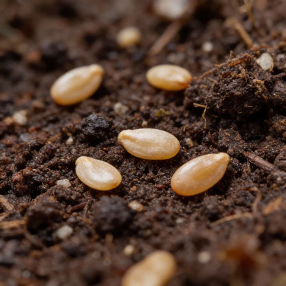 Tomato Alicante Seeds for Garden Planting