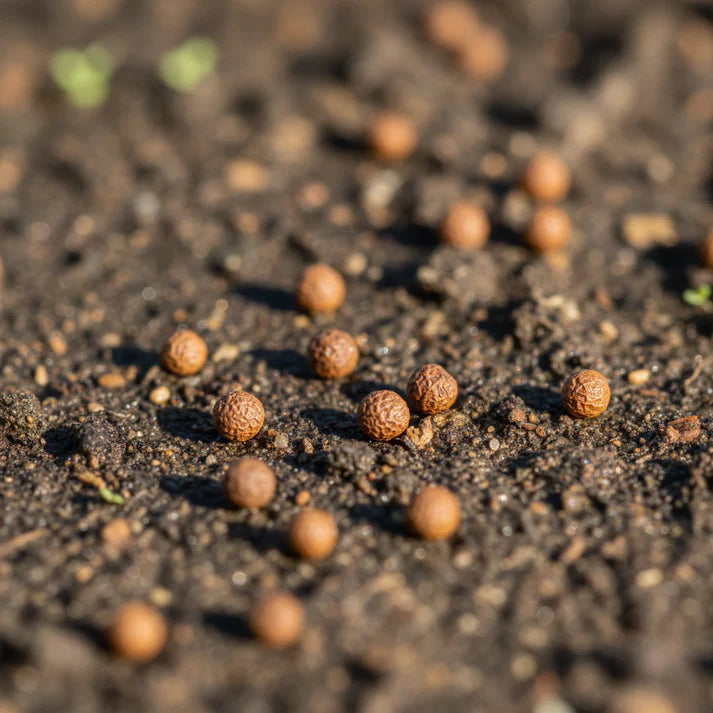 Westlandse Kale Seeds for Home Gardening