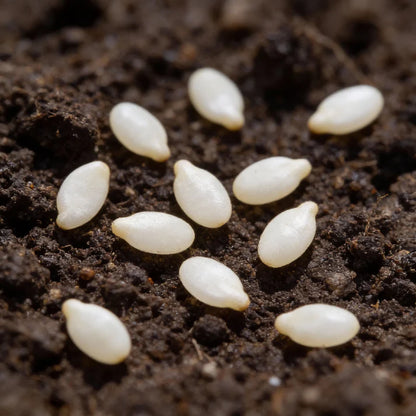 Radish Albena Seeds for Home Gardening