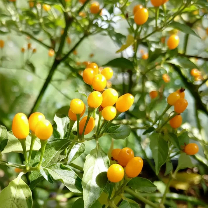 Chilli Habanero Yellow Jelly Bean Seeds for Home Garden