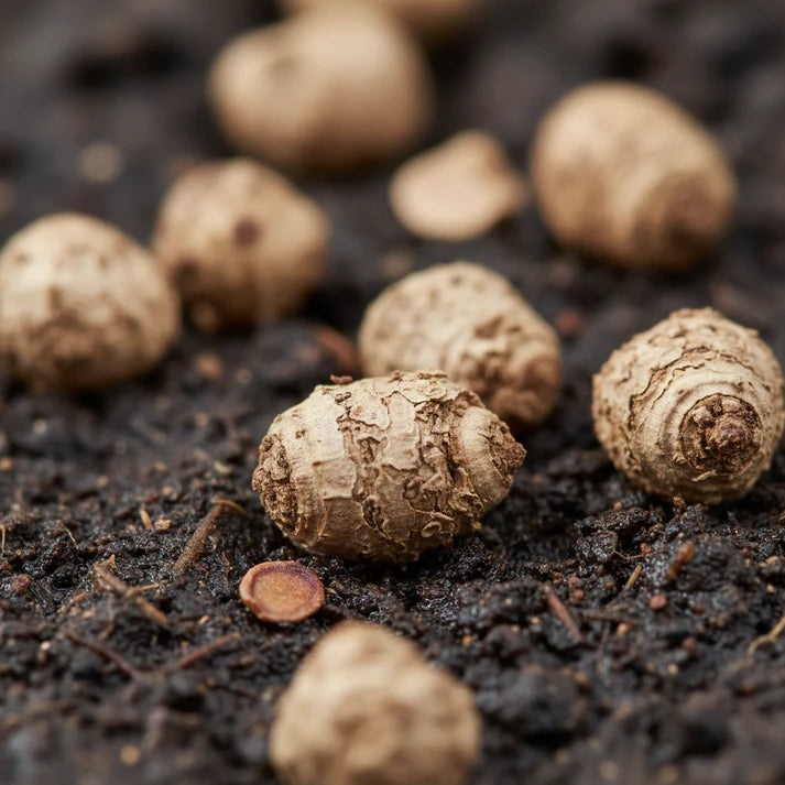 Beetroot Heirloom Mix Seeds for Home Garden Planting