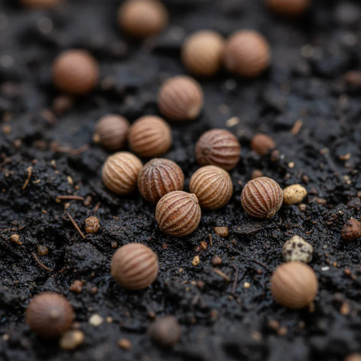 Radish Heirloom Mix Seeds for Home Garden Planting