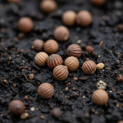 Radish Heirloom Mix Seeds for Home Garden Planting