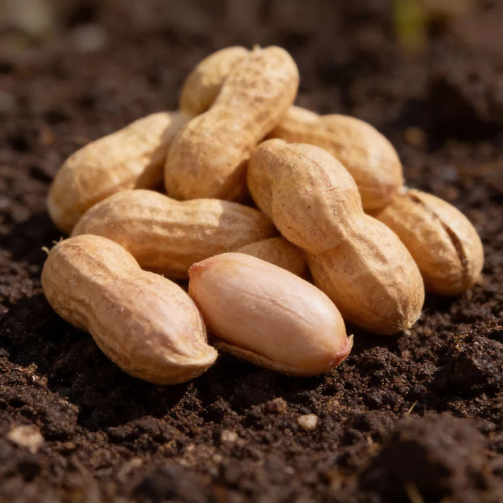 Arachis Hypogaea Bonsai Seeds Peanut Seeds for Garden