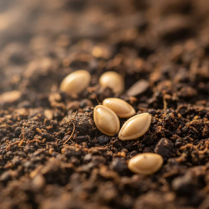 Black Krim Tomato Seeds – Heirloom Tomato Seeds for Home Garden