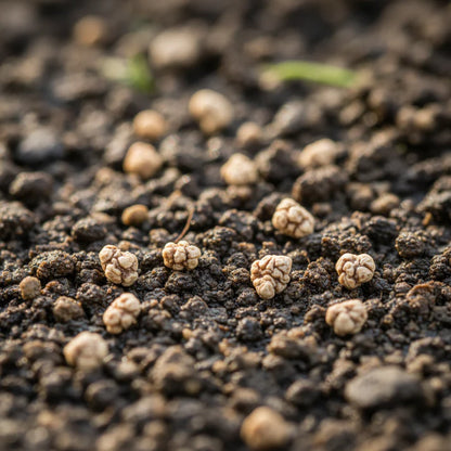 Perpetual Spinach Seeds for Home Garden