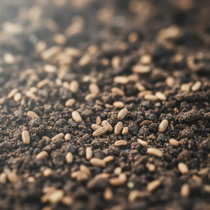 Pink Celery Seeds for Home Garden
