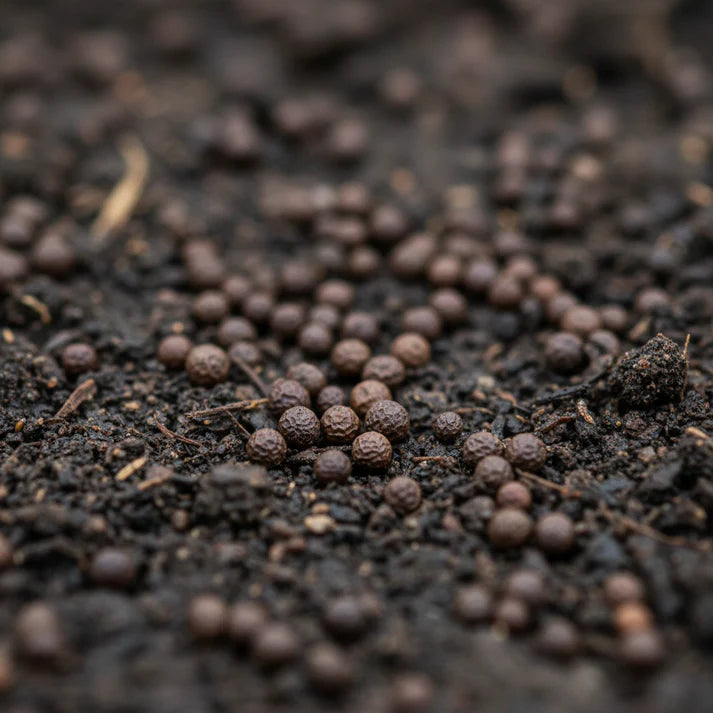 Yu Choy Sum Seeds for Home Garden
