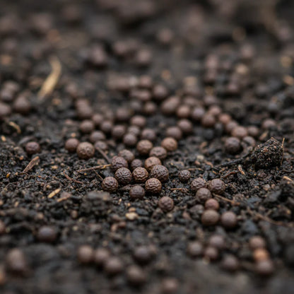 Early Splendour Amaranth Seeds for Home Garden