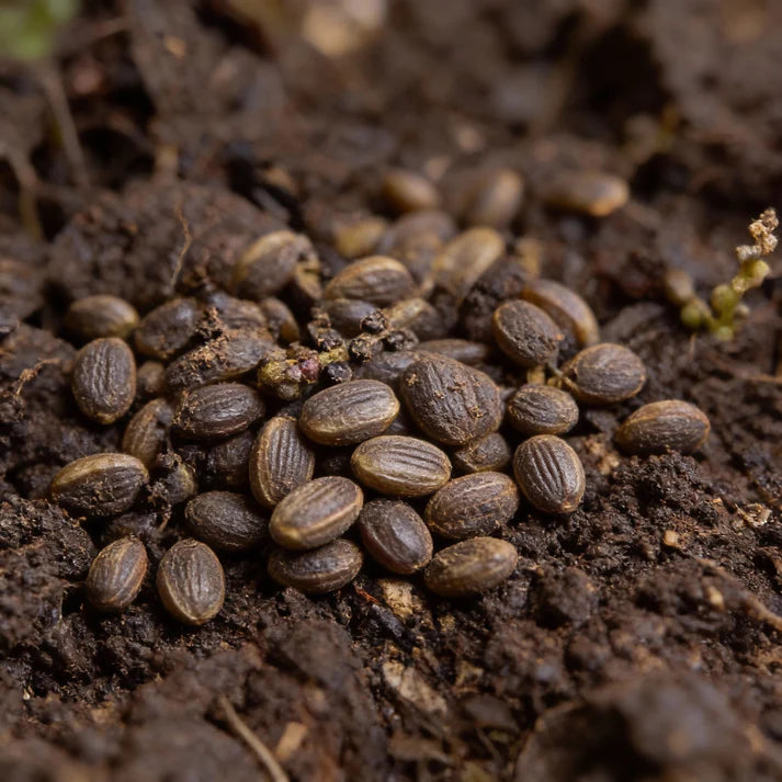 Malabar Spinach Basella Alba Seeds for Home Garden
