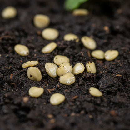 Tomato Green Sausage Seeds for Home Garden Planting