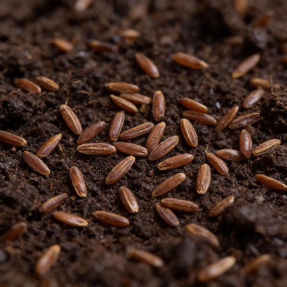Chicory Rossa di Treviso Seeds for Home Garden