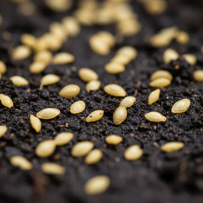 Tomato Green Grape Seeds for Home Garden Planting