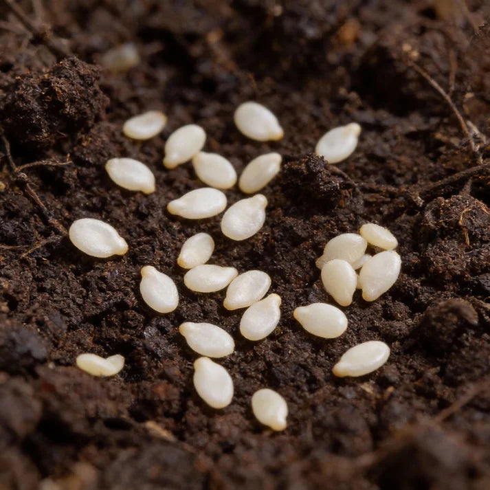 Chilli Habanero White Seeds for Home Garden