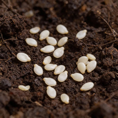 Chilli Habanero White Seeds for Home Garden