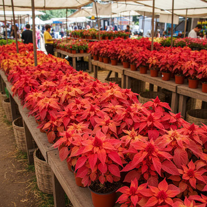 Amaranth Bicolor Illumination Seeds for Planting