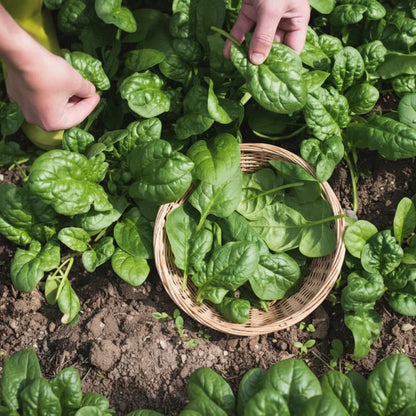 Tyee Spinach Seeds for Planting