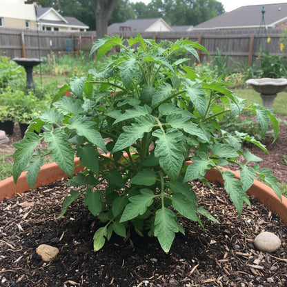 Short Seasons Tomato Seeds for Home Garden