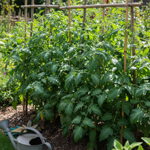Reisetomate Tomato Seeds – Heirloom Tomato Seeds for Home Garden