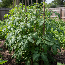 White Wonder Tomato Seeds – Heirloom Tomato Seeds for Home Garden