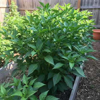 Anaheim Chili Hot Pepper Seeds – Chili Pepper Seeds for Home Garden