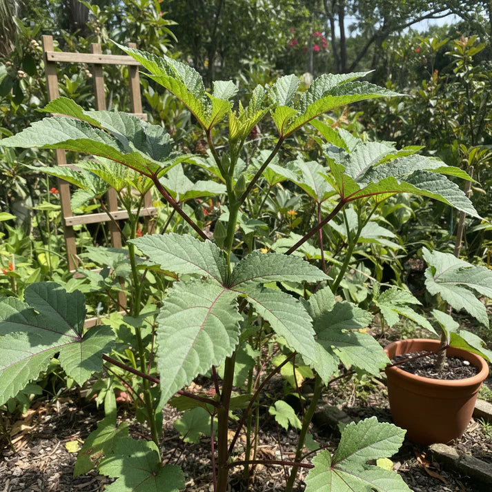 Okra Bhindi Scarlet Red Seeds – Okra Seeds for Home Garden