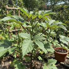 Okra Bhindi Scarlet Red Seeds – Okra Seeds for Home Garden