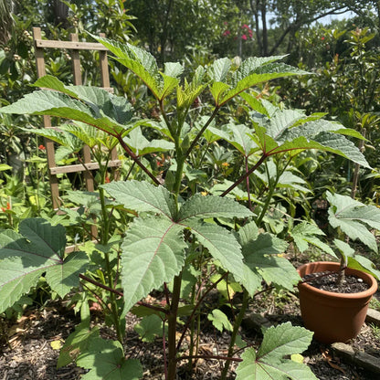 Okra Bhindi Scarlet Red Seeds – Okra Seeds for Home Garden