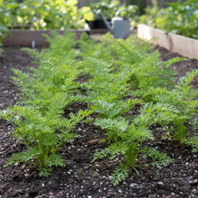Royal Chantenay Carrot Seeds Heirloom Home Garden Variety