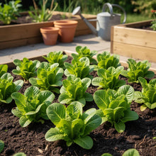 Summertime Lettuce Seeds for Home Garden